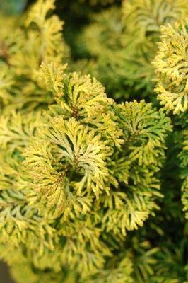 Chamaecyparis obt. Verdoni