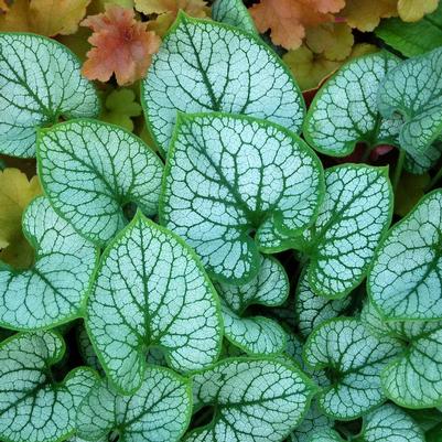 Brunnera macrophylla 'Jack Frost'