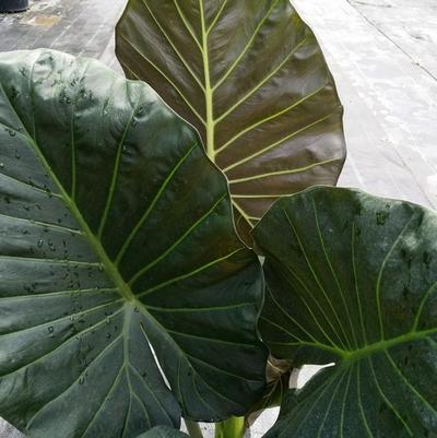 Alocasia 'Regal Shield'