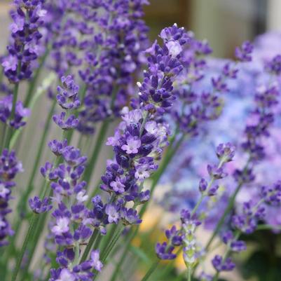 Lavandula angustifolia 'Big Time Blue'