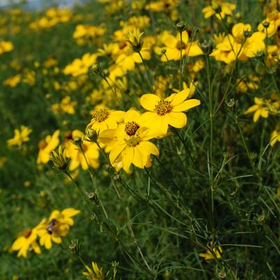 Coreopsis verticillata 