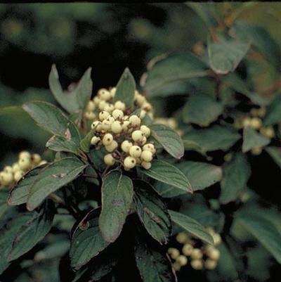 Cornus racemosa 