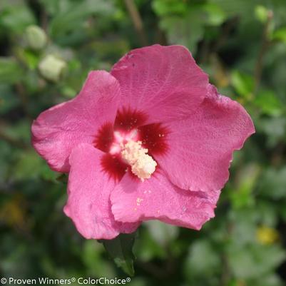 Hibiscus syriacus Lil' Kim® Red