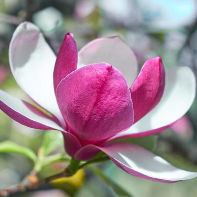 Magnolia x 'March 'Til Frost'