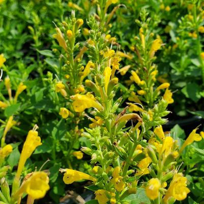 Agastache x Kudos™ Yellow