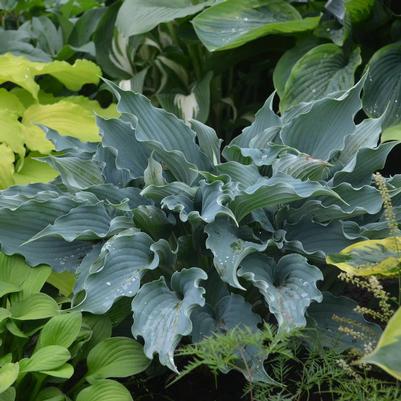 Hosta x Shadowland® 'Waterslide'