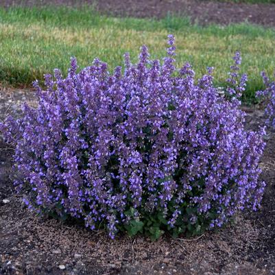 Nepeta x 'Cat's Pajamas'
