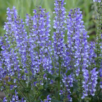 Salvia x Color Spires® 'Azure Snow'