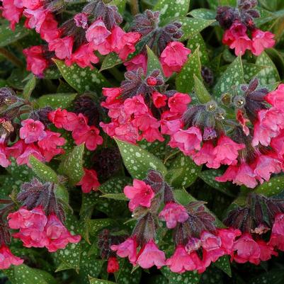 Pulmonaria 'Shrimps on the Barbie'