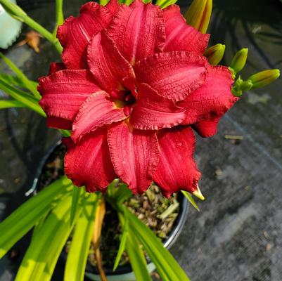 Hemerocallis 'Double Pardon Me'