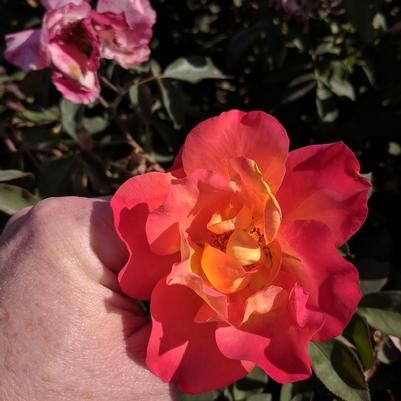 Rosa Sunset Horizon™