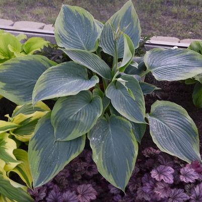Hosta x Shadowland® Shadowland® 'Wu-La-La'