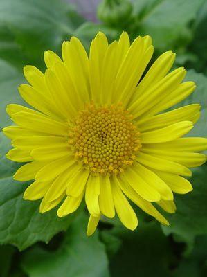 Doronicum orientale Leonardo™ Compact