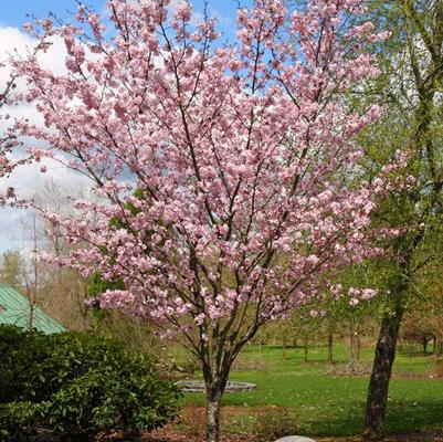 Prunus sargentii Pink Flair®