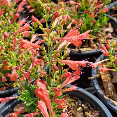 Agastache x 'Kudos Red'