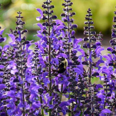Salvia x Color Spires® Color Spires® 'Indiglo Girl'