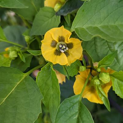 Tomatillo 'Tamayo'