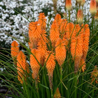 Kniphofia Pyromania® Pyromania® 'Orange Blaze'