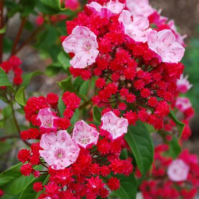 Kalmia latifolia 'Firecracker'