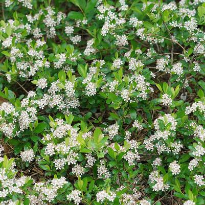 Aronia melanocarpa Ground Hug®