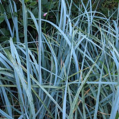 Leymus arenarius 'Blue Dune'
