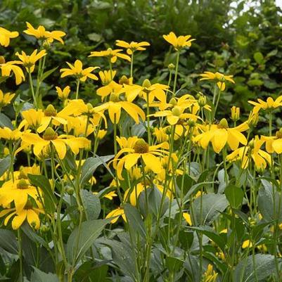Rudbeckia lacinata 'Autumn Sun'