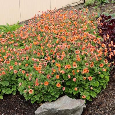 Geum Tempo™ Orange
