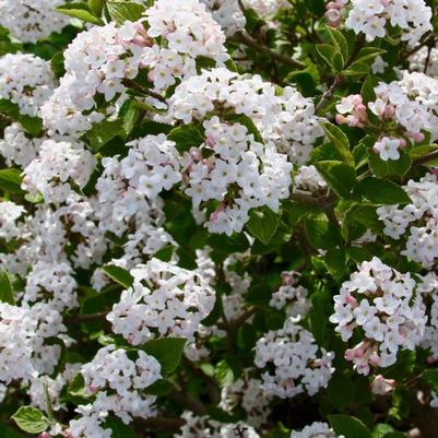 Viburnum carlesii Sugar n' Spice®