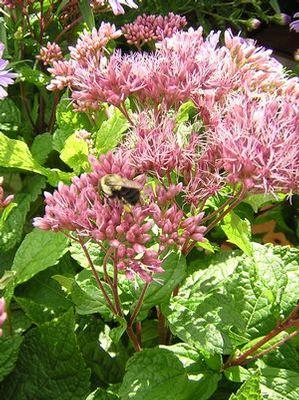 Eupatorium dubium Little Joe
