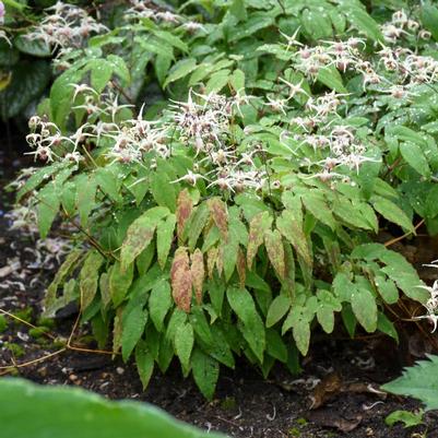 Epimedium 'Domino'