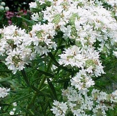 Pycnanthemum tenuifolium 