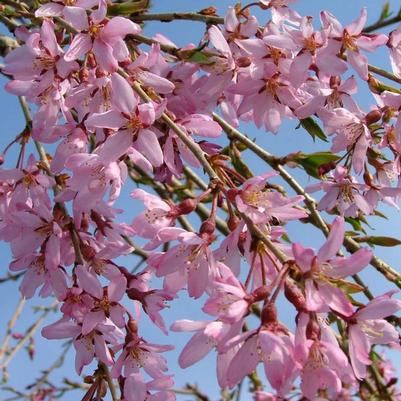 Prunus x Pink Snow Showers™