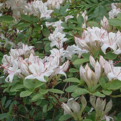 Azalea arborescens 