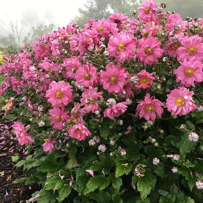 Anemone x Fall in Love® 'Sweetly'