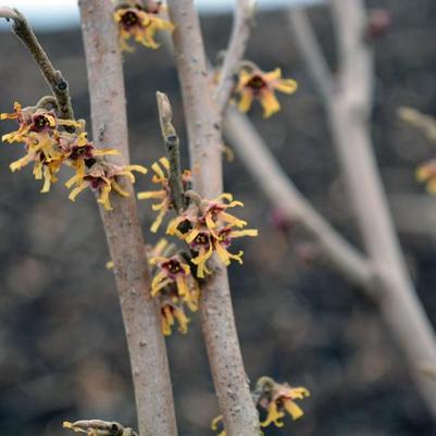 Hamamelis vernalis 
