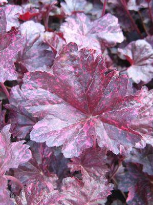 Heuchera Midnight Rose