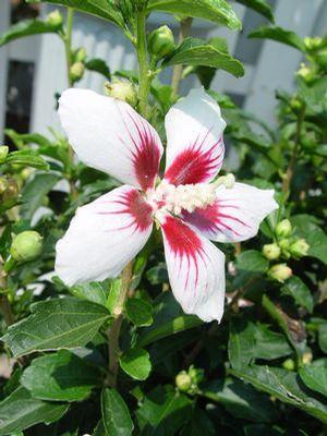 Hibiscus syriacus Lil' Kim® Lil' Kim®