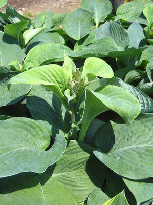 Hosta sieboldiana 'Elegans'