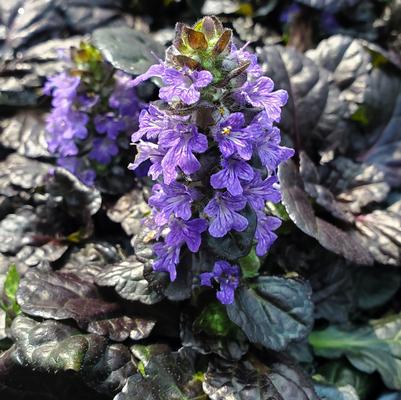 Ajuga reptans Black Scallop