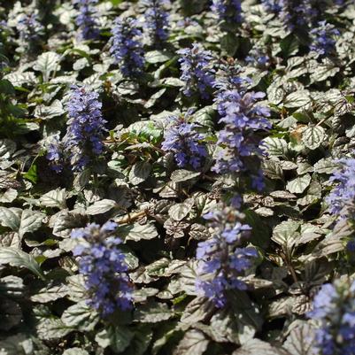 Ajuga pyramidalis 'Metallica Crispa'