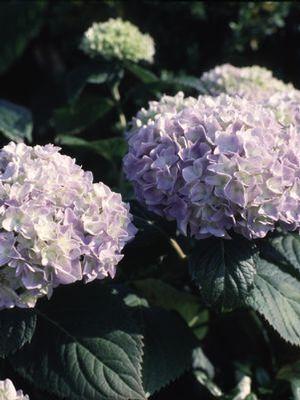 Hydrangea macrophylla 'Nikko Blue'