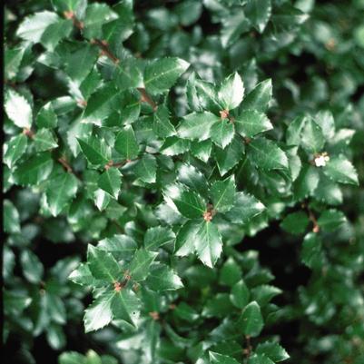 Ilex verticillata 'Jim Dandy'