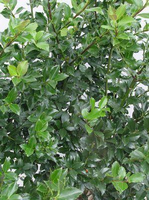 Ilex x meserveae 'Blue Maid'