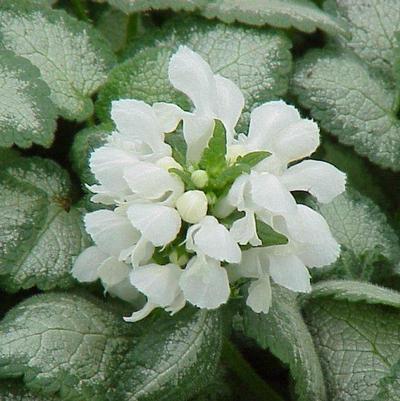 Lamium maculatum White Nancy