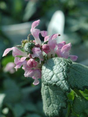 Lamium maculatum Pink Chablis