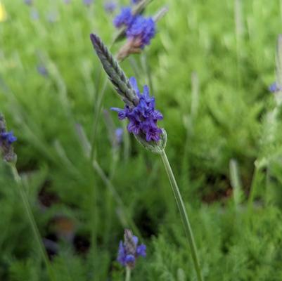 Lavandula pinnata 