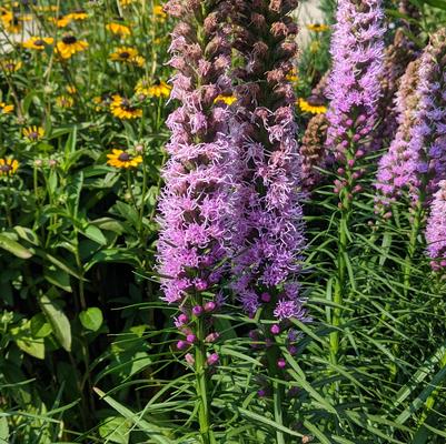 Liatris spicata 'Kobold Original'