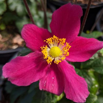 Anemone x Fantasy™ 'Red Riding Hood'
