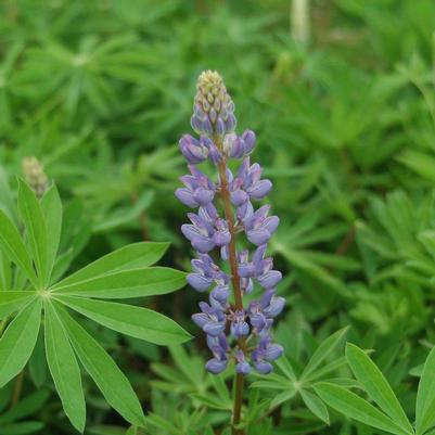 Lupinus perennis 