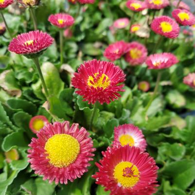 Bellis perennis Bellissima™ Red